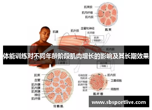 体能训练对不同年龄阶段肌肉增长的影响及其长期效果